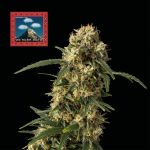 Seedsman OG Kush Auto Feminised cannabis strain