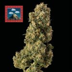 Seedsman OG Kush Auto Feminised cannabis strain