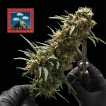 Seedsman OG Kush Auto Feminised cannabis strain