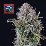 Seedsman OG Kush Auto Feminised cannabis strain