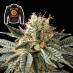 Badazz Cookies OG Feminisiert Saatgut
