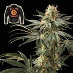 Badazz Cookies OG Feminisiert Saatgut