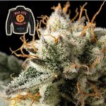 Badazz Cookies OG Feminisiert Saatgut