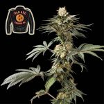 Badazz Cookies OG Feminisiert Saatgut