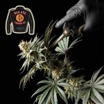 Badazz Cookies OG Feminisiert Saatgut