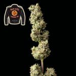 Badazz Cookies OG Feminisiert Saatgut