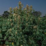 Blueberry Pie F1 Fast Feminised Seeds