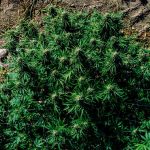 Blueberry Pie F1 Fast Feminised Seeds