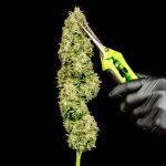 Blueberry Pie F1 Fast Feminised Seeds