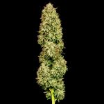 Blueberry Pie F1 Fast Feminised Seeds