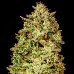 Blueberry Pie F1 Fast Feminised Seeds