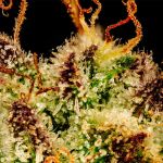 Blueberry Pie F1 Fast Feminised Seeds