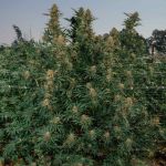 Gorilla Gas F1 Fast Feminised Seeds