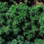 Gorilla Gas F1 Fast Feminised Seeds