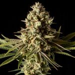Gorilla Gas F1 Fast Feminised Seeds