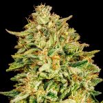 Gorilla Gas F1 Fast Feminised Seeds