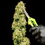 Gorilla Gas F1 Fast Feminised Seeds