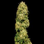 Gorilla Gas F1 Fast Feminised Seeds