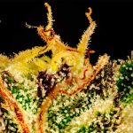 Gorilla Gas F1 Fast Feminised Seeds