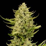 Gorilla Gas F1 Fast Feminised Seeds