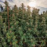 Seedsman Purple Punch F1 Fast Feminised strain