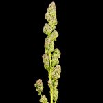 Seedsman Purple Punch F1 Fast Feminised strain