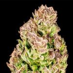 Seedsman Purple Punch F1 Fast Feminised strain