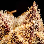 Seedsman Purple Punch F1 Fast Feminised strain