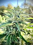 Seedsman Sour Diesel Auto strain