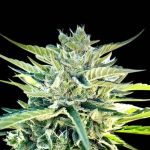 Seedsman Sour Diesel Auto strain