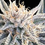 Seedsman Alaskan Do-Si-Dos strain
