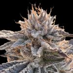 Seedsman Alaskan Do-Si-Dos strain