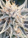 Seedsman Alaskan Do-Si-Dos strain
