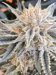 Seedsman Alaskan Do-Si-Dos strain