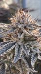 Seedsman Alaskan Do-Si-Dos strain
