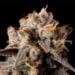 Banana Biscotti F1 Feminizowany Nasiona