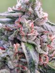 Banana Biscotti F1 Feminizowany Nasiona