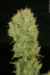 Chocolope Feminized Seeds