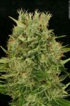 Chocolope Feminized Seeds