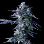 Chocolope Feminized Seeds