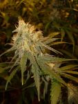 Chocolope Feminized Seeds