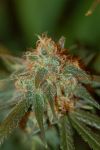 Chocolope Feminized Seeds