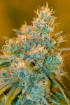 Chocolope Feminized Seeds