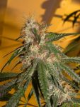 Chocolope Feminized Seeds
