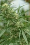Chocolope Feminized Seeds