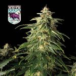 Alaskan Purple Auto Feminisiert Saatgut