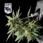 Alaskan Purple Auto Feminisiert Saatgut