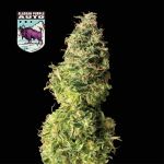 Alaskan Purple Auto Feminisiert Saatgut