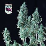 Alaskan Purple Auto Feminisiert Saatgut