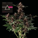 Pink Kush CBD 30:1 Auto Féminisée Semences